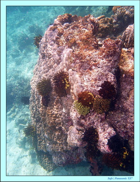 2011 - 08 - Borneo - Mataking 51